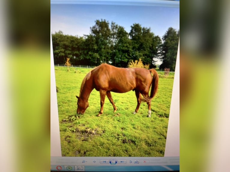 Koń oldenburski Wałach 19 lat 166 cm Kasztanowata in Moormerland