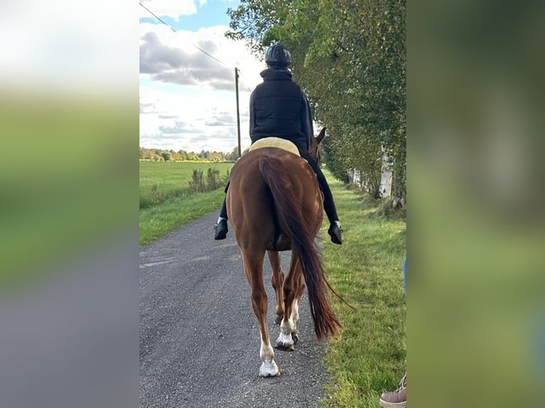 Koń oldenburski Wałach 19 lat 174 cm Kasztanowata in Großheide Berumerfehn