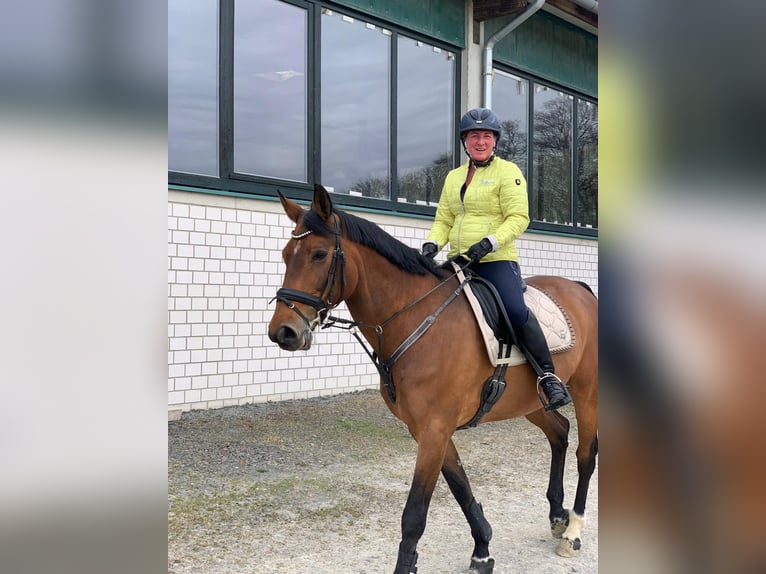 Koń oldenburski Wałach 19 lat 174 cm in Bergisch Gladbach