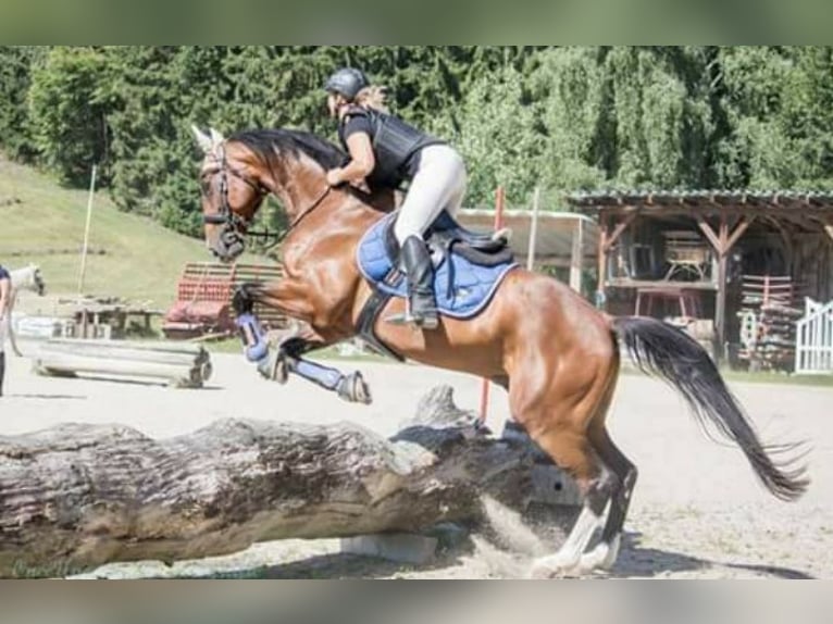 Koń oldenburski Wałach 19 lat 175 cm Gniada in Hausmening