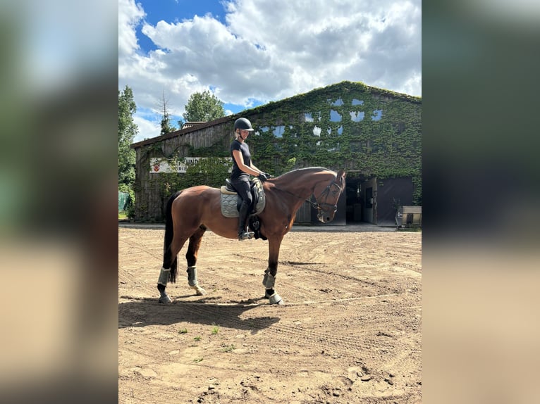 Koń oldenburski Wałach 19 lat 180 cm Gniada in Griesheim