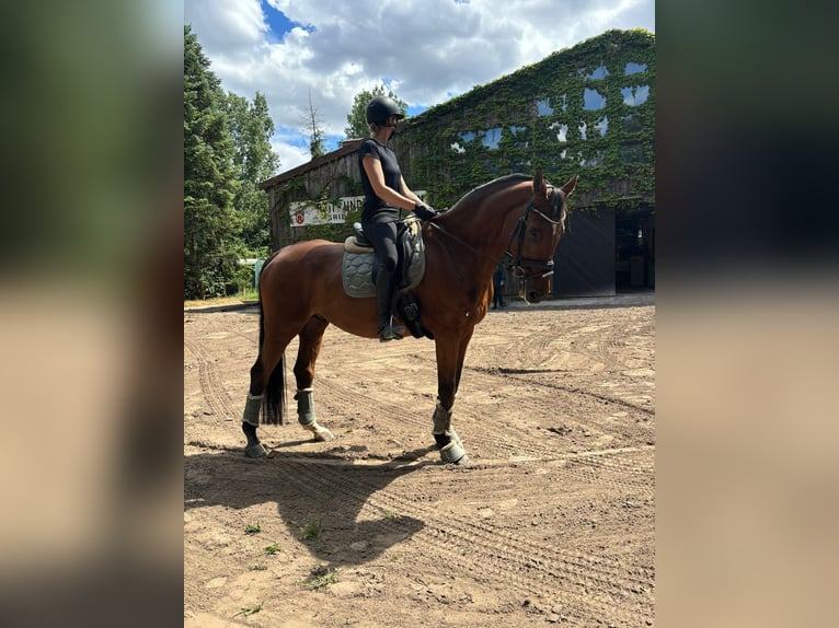 Koń oldenburski Wałach 19 lat 180 cm Gniada in Griesheim