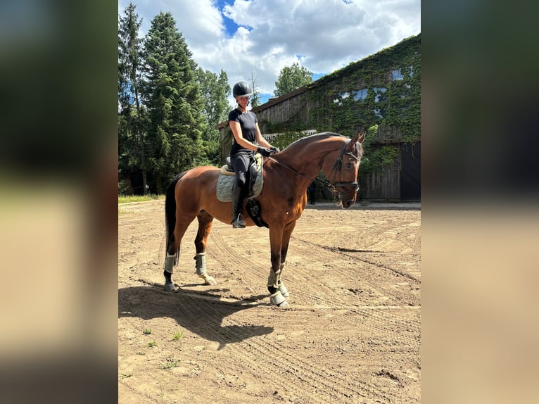 Koń oldenburski Wałach 19 lat 180 cm Gniada in Griesheim