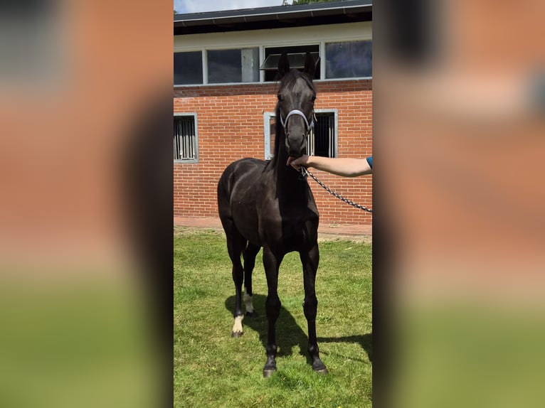 Koń oldenburski Wałach 1 Rok 169 cm Kara in Drentwede