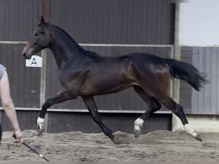 Koń oldenburski Wałach 1 Rok 170 cm Ciemnogniada in Bramsche