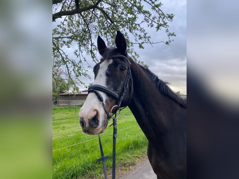 Koń oldenburski Wałach 23 lat 171 cm Ciemnogniada in Eppelheim