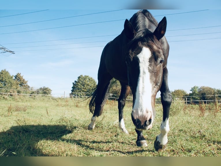 Koń oldenburski Wałach 23 lat 171 cm Ciemnogniada in Eppelheim