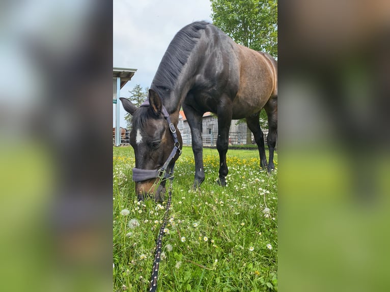 Koń oldenburski Wałach 23 lat in Starnberg