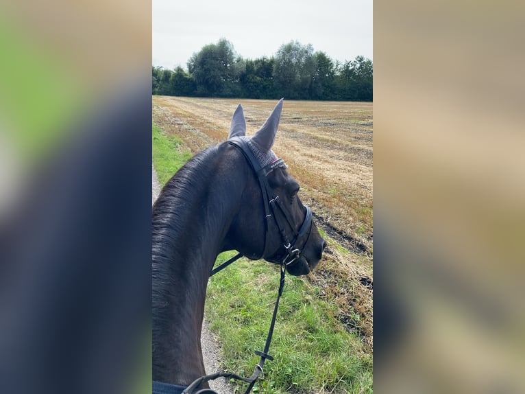 Koń oldenburski Wałach 23 lat in Starnberg