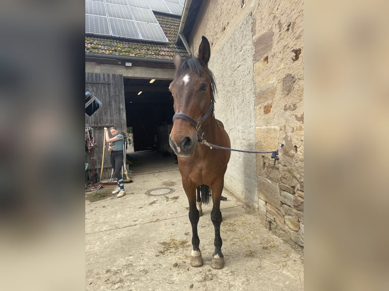 Koń oldenburski Wałach 24 lat 173 cm Gniada in Würzburg