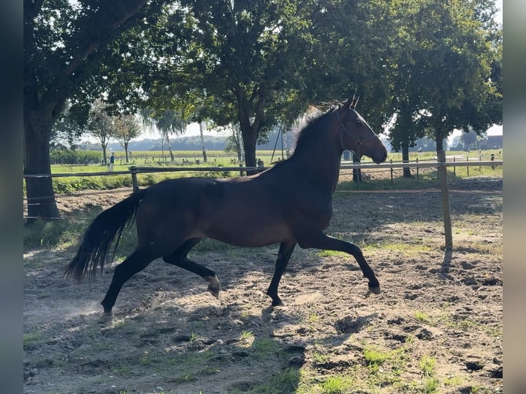 Koń oldenburski Wałach 2 lat 158 cm Ciemnogniada in Gehrde