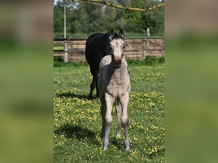 Koń oldenburski Wałach 2 lat 164 cm Jelenia in Bad Füssing