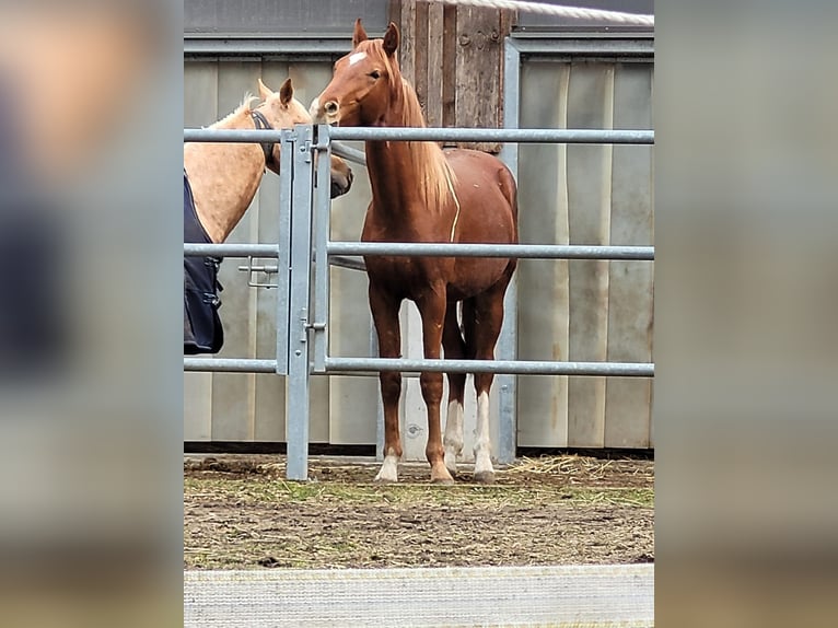 Koń oldenburski Wałach 2 lat 165 cm Kasztanowata in Groß Siegharts