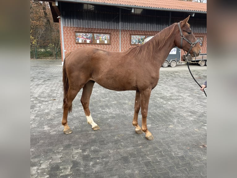 Koń oldenburski Wałach 2 lat 165 cm Kasztanowata in Verl