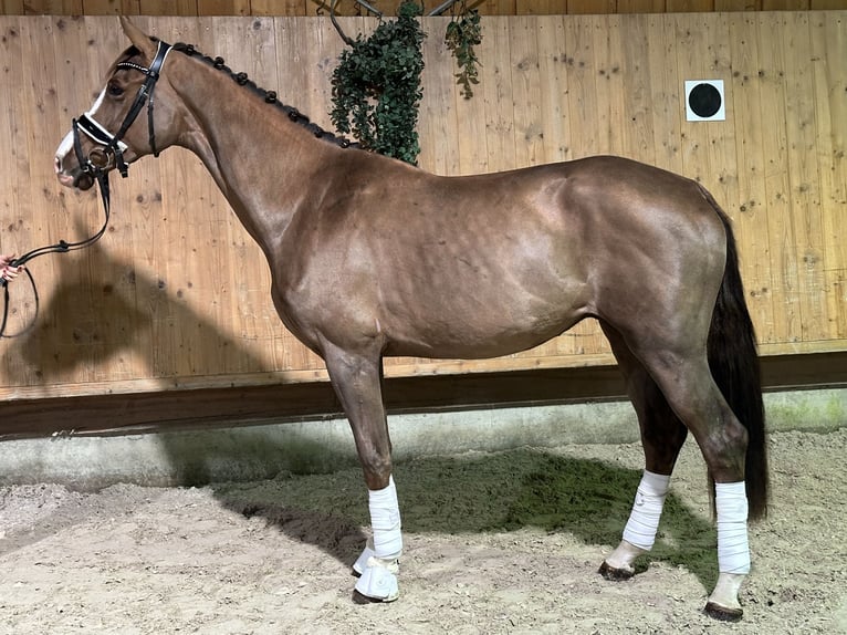 Koń oldenburski Wałach 2 lat 166 cm Ciemnokasztanowata in Riedlingen