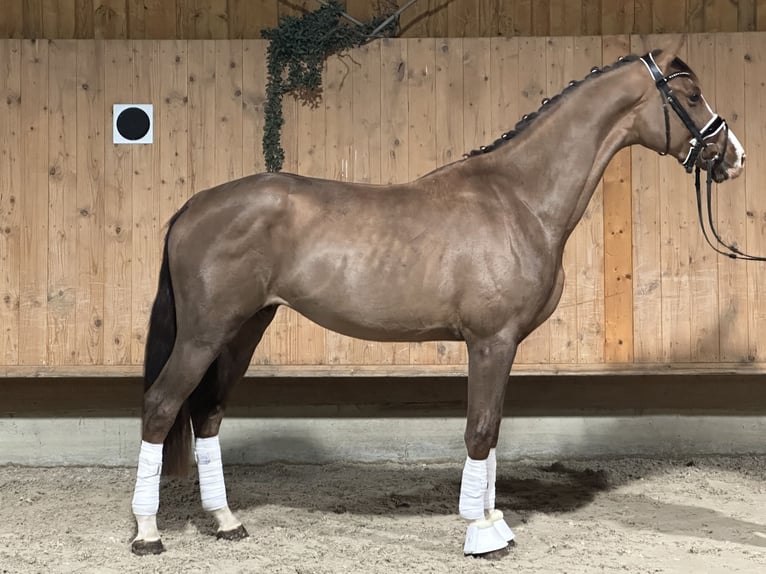 Koń oldenburski Wałach 2 lat 166 cm Ciemnokasztanowata in Riedlingen