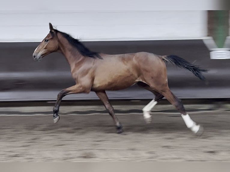 Koń oldenburski Wałach 2 lat 166 cm Gniada in Bramsche