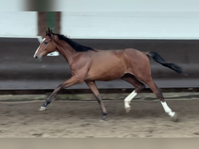 Koń oldenburski Wałach 2 lat 166 cm Gniada in Bramsche