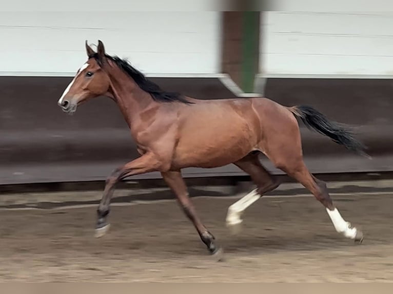 Koń oldenburski Wałach 2 lat 166 cm Gniada in Bramsche