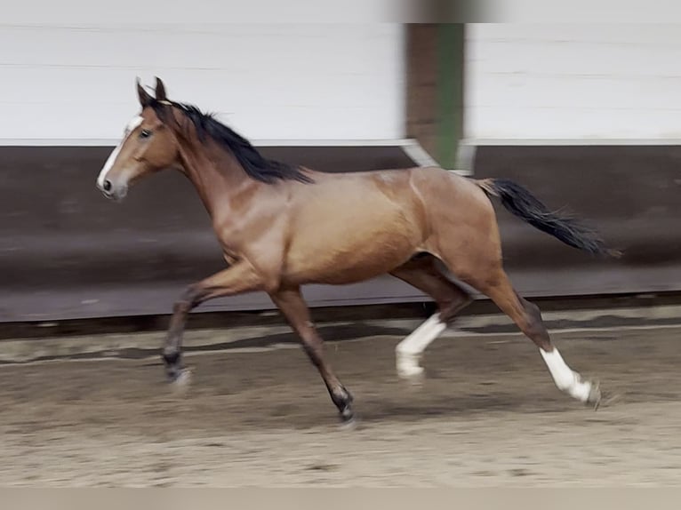 Koń oldenburski Wałach 2 lat 166 cm Gniada in Bramsche