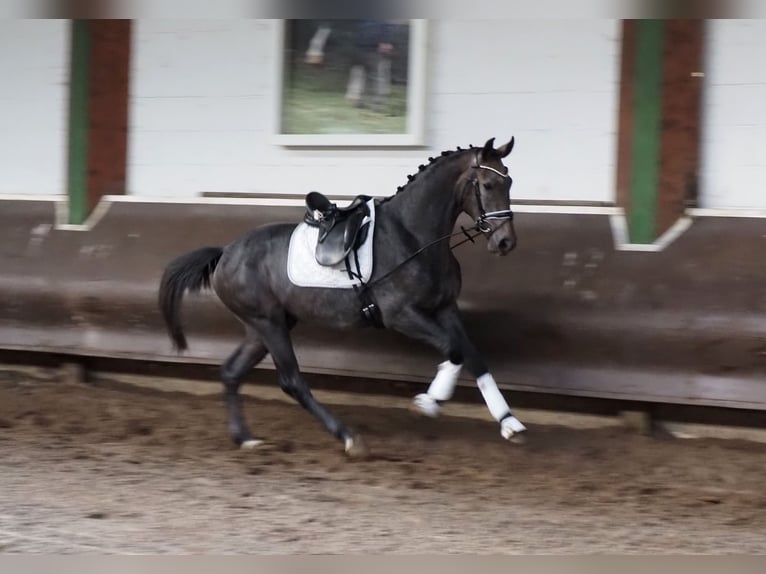 Koń oldenburski Wałach 2 lat 168 cm Formy Brown Falb in Bramsche