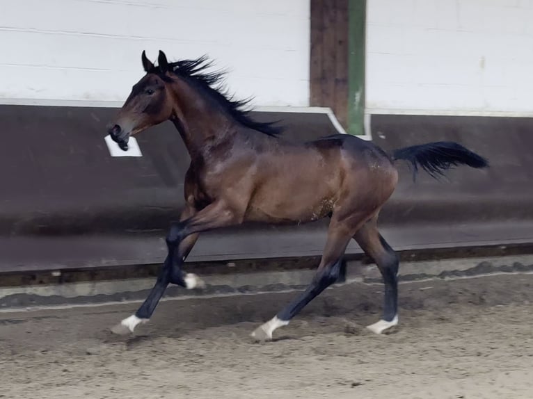 Koń oldenburski Wałach 2 lat 170 cm Gniada in Bramsche