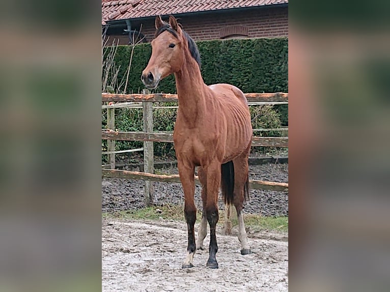 Koń oldenburski Wałach 2 lat Gniada in Damme