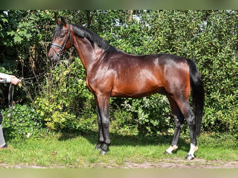 Koń oldenburski Wałach 3 lat 159 cm Ciemnogniada in Hepstedt