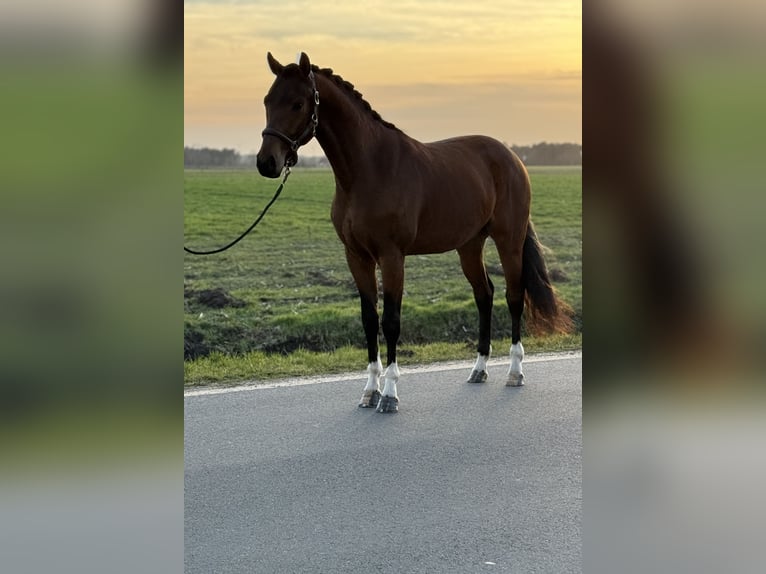 Koń oldenburski Wałach 3 lat 160 cm Gniada in Emlichheim