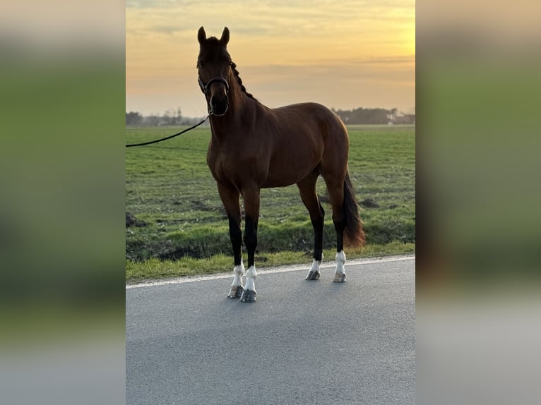 Koń oldenburski Wałach 3 lat 160 cm Gniada in Emlichheim