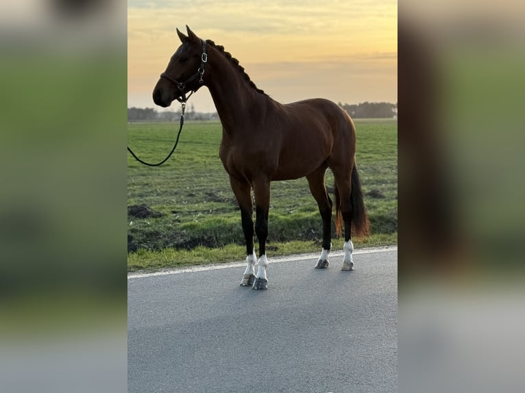 Koń oldenburski Wałach 3 lat 160 cm Gniada in Emlichheim