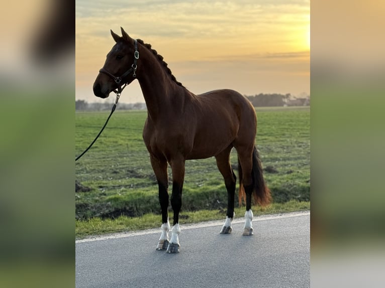 Koń oldenburski Wałach 3 lat 160 cm Gniada in Emlichheim