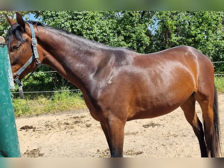 Koń oldenburski Wałach 3 lat 163 cm Gniada in Müncheberg