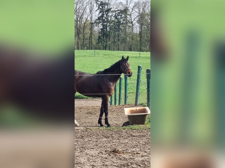 Koń oldenburski Wałach 3 lat 163 cm Gniada in Müncheberg