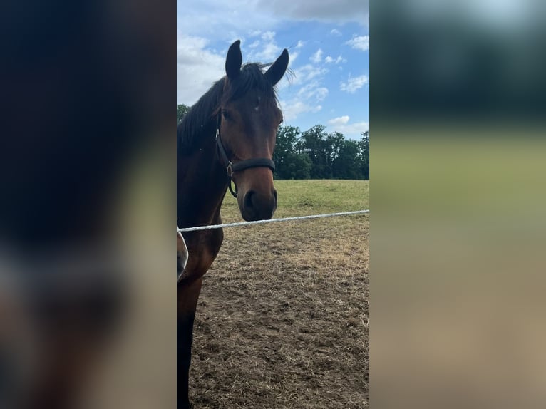 Koń oldenburski Wałach 3 lat 163 cm Gniada in Müncheberg