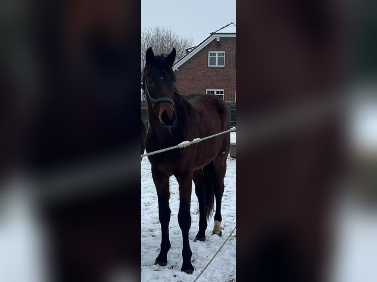 Koń oldenburski Wałach 3 lat 163 cm Gniada in Müncheberg