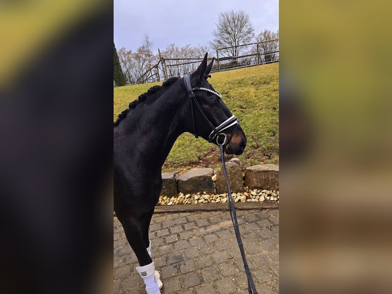 Koń oldenburski Wałach 3 lat 164 cm Ciemnogniada in Röttingen