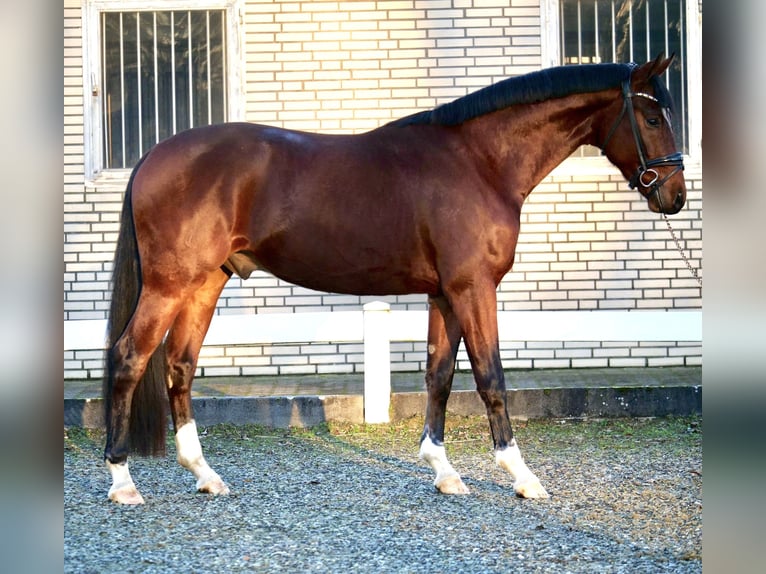 Koń oldenburski Wałach 3 lat 164 cm Gniada in Duisburg