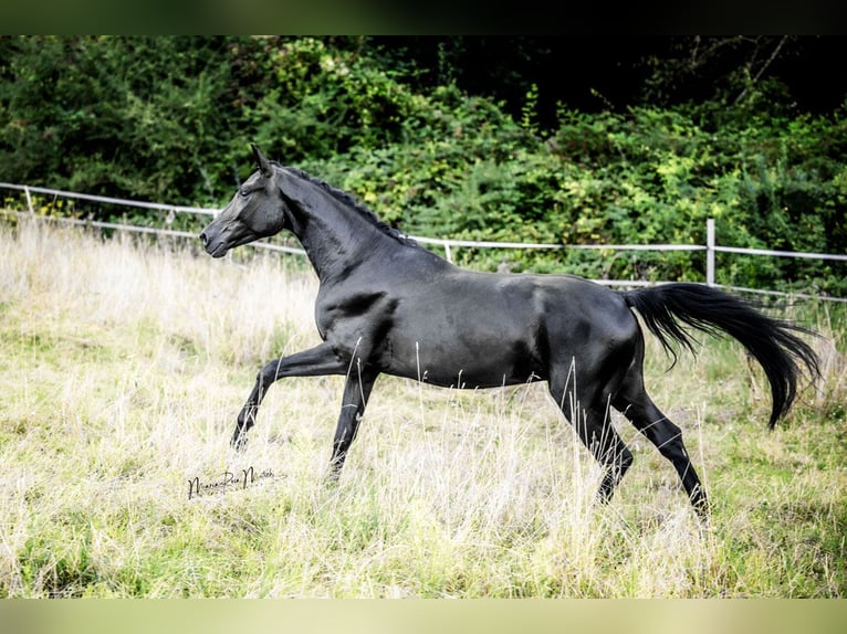 Koń oldenburski Wałach 3 lat 164 cm Kara in Ober-Ramstadt