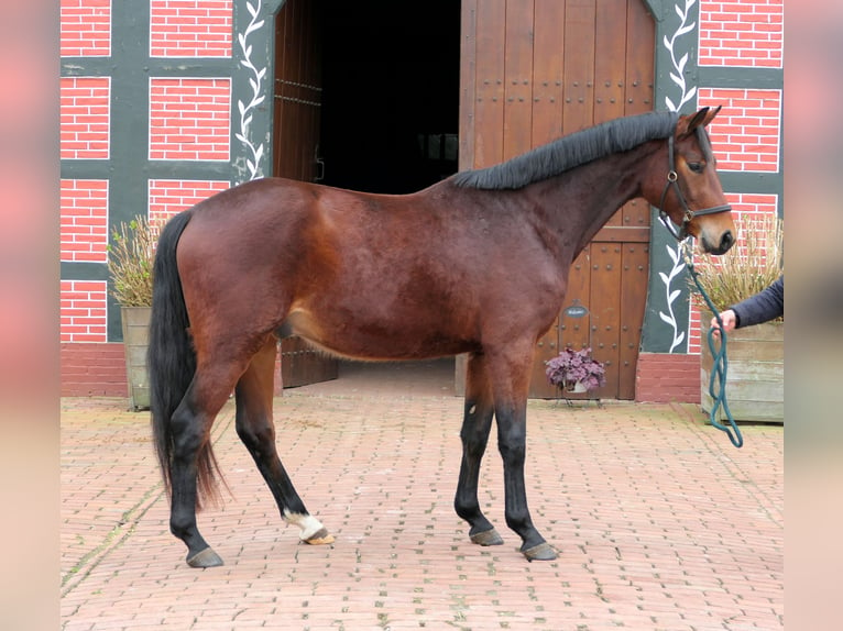 Koń oldenburski Wałach 3 lat 165 cm Gniada in Cappeln (Oldenburg)