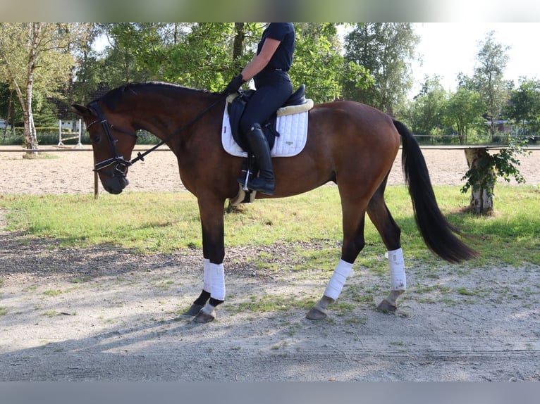 Koń oldenburski Wałach 3 lat 165 cm Gniada in Wingst