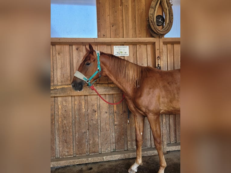 Koń oldenburski Wałach 3 lat 165 cm Kasztanowata in Groß Siegharts