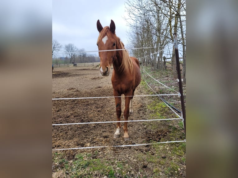 Koń oldenburski Wałach 3 lat 165 cm Kasztanowata in Groß Siegharts