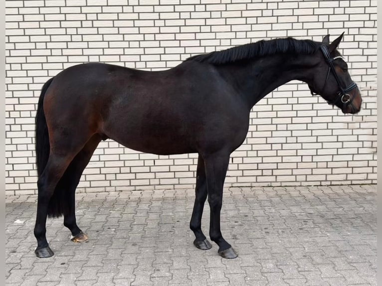 Koń oldenburski Wałach 3 lat 166 cm Ciemnogniada in Duisburg