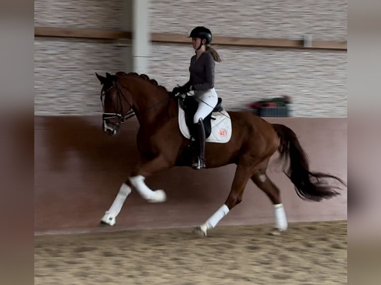 Koń oldenburski Wałach 3 lat 166 cm Kasztanowata in Wehringen