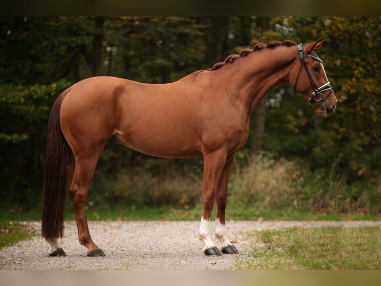 Koń oldenburski Wałach 3 lat 166 cm Kasztanowata in Wehringen