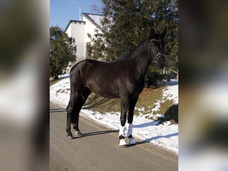 Koń oldenburski Wałach 3 lat 167 cm Kara in Phöben