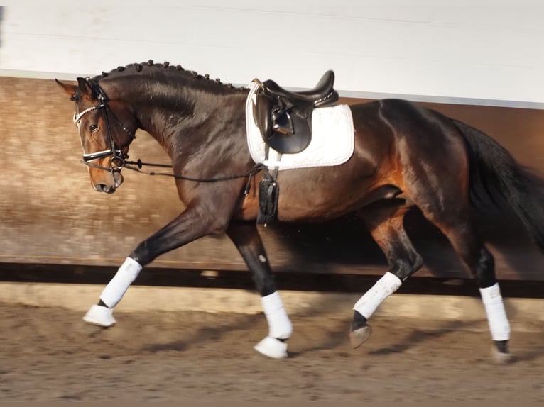 Koń oldenburski Wałach 3 lat 168 cm Ciemnogniada in Bramsche