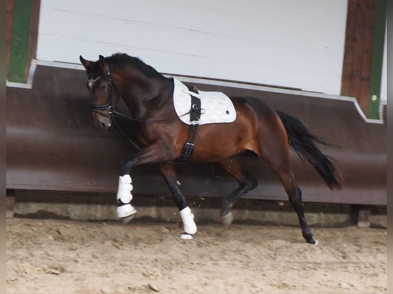 Koń oldenburski Wałach 3 lat 168 cm Ciemnogniada in Bramsche