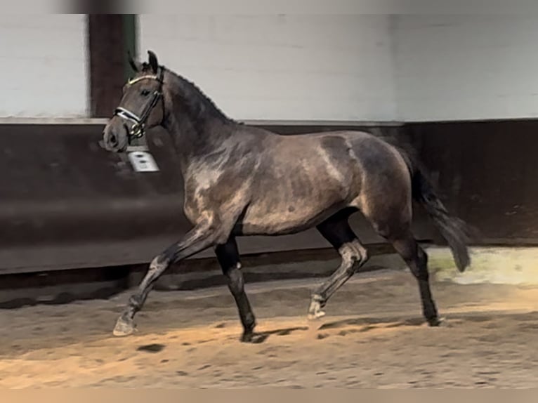 Koń oldenburski Wałach 3 lat 168 cm Formy Brown Falb in Bramsche